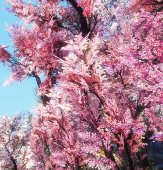 �Ϲž���5���ư�������ӣ����MOD_�Ϲž���5���ư�������ӣ����MOD���� ��Ѱ�-���ĵ���