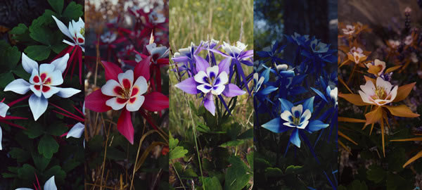 �Ϲž���5���3D����ɽ��MOD����_�Ϲž���5�����3D����ɽ��MOD ��ɫ��Ѱ�-���ĵ���