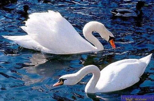 ��Ȼƴͼ��Ϸ��վ